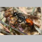 Caliadurgus fasciatellus - Wegwespe w01f 6mm mit Spinne - Sandgrube Niedringhaussee-det.jpg